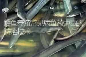 鳗鱼养殖常见病鱼药中毒的防治技术