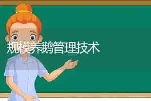 规模养鹅管理技术