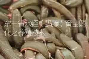 东三省水蛭(蚂蝗)育苗孵化之养殖技术