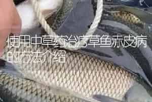 使用中草药治疗草鱼赤皮病的方法介绍