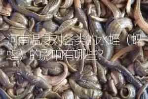 河南温度对各类的水蛭(蚂蝗)的影响有哪些?