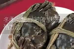 冬季河蟹池塘轮叶黑藻的种殖方法