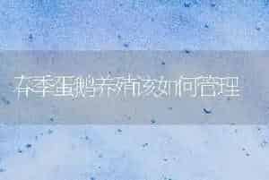 春季蛋鹅养殖该如何管理