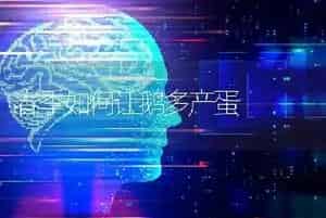 春季如何让鹅多产蛋