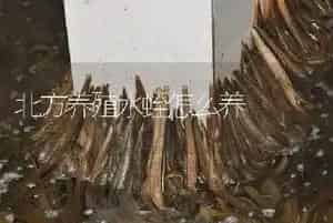 北方养殖水蛭怎么养