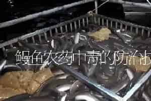 鳗鱼农药中毒的防治技术