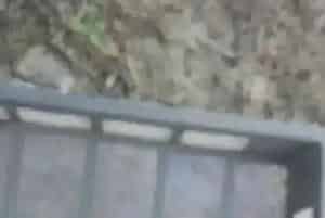 河蟹养殖户如何做好蟹塘放苗工作