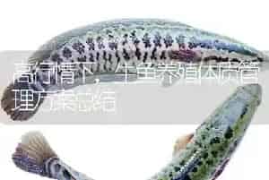 高行情下,生鱼养殖体质管理方案总结