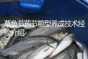 草鱼节药节粮型养成技术经验介绍