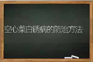 炎夏养鹅好赚钱