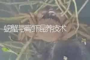 螃蟹与青虾混养技术