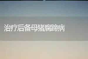 治疗后备母猪腐蹄病