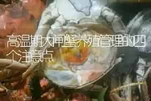 高温期大闸蟹养殖管理的四个注意点