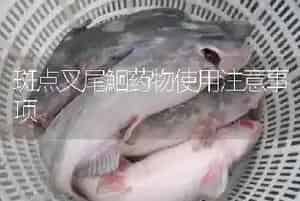 斑点叉尾鮰药物使用注意事项