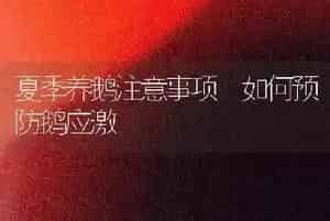 夏季养鹅注意事项 如何预防鹅应激