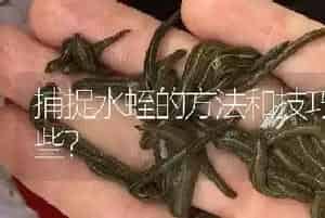 捕捉水蛭的方法和技巧有哪些?