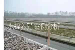 水蛭养殖案例分析