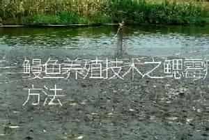 在饵料中添加药物是鳗鱼防病治病的有效手段