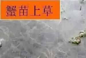 河蟹养殖户放苗五步曲,提高放苗成活率