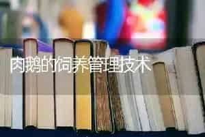 肉鹅的饲养管理技术