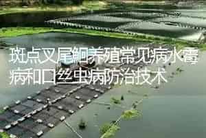 斑点叉尾鮰养殖常见问题之常用药物的耐受力