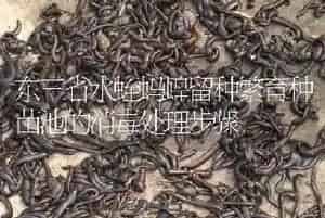 东三省水蛭蚂蝗留种繁育种苗池的消毒处理步骤