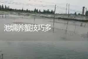 池墉养蟹技巧多
