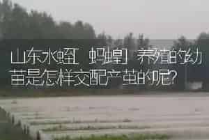 山东水蛭[蚂蝗]养殖的幼苗是怎样交配产茧的呢?