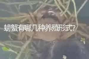 螃蟹有哪几种养殖形式?