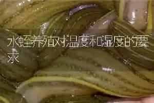 水蛭养殖对温度和湿度的要求