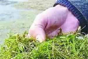 分享河蟹养殖高手伊乐藻种植的经验小结