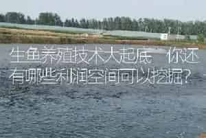 生鱼养殖技术大起底 你还有哪些利润空间可以挖掘?