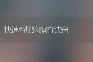 快速育肥肉鹅有诀窍
