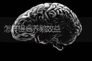 怎样提高养鹅效益