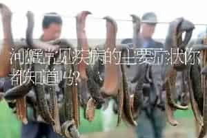河蟹常见疾病的主要症状你都知道吗?