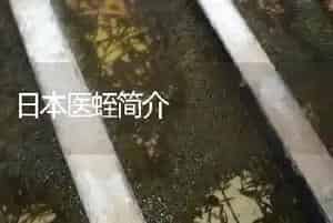日本医蛭简介