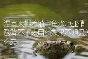 温室大棚养殖甲鱼水池亚硝酸降不下来用药效果不明显怎么办