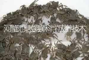 河蟹池塘螺蛳科学放养技术