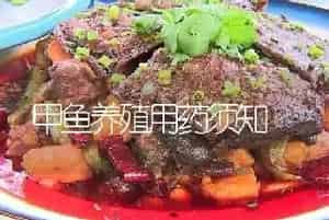 甲鱼养殖用药须知