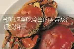 影响河蟹吃食量的因素及合理投饵量