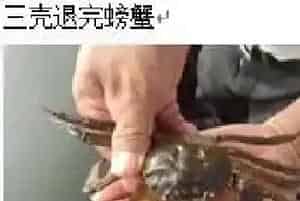 内服营养套餐对河蟹的影响分析案例