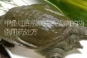 甲鱼红底板病白底板病的两例用药处方