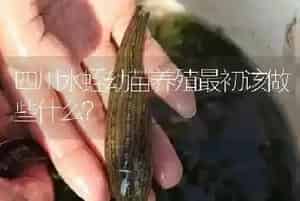 四川水蛭幼苗养殖最初该做些什么?