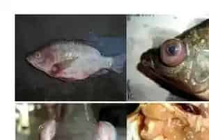 海南罗非鱼链球菌病调查与药敏试验
