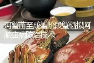 河蟹苗至成蟹阶段蟹栖拟阿脑虫病防治技术