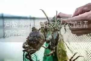 河蟹养殖培育技术之交配情况介绍