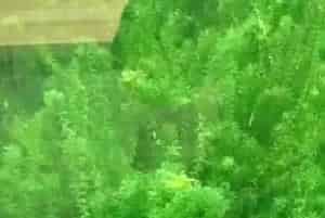 养蟹先养草,水草种植这些事究竟知多少?
