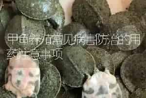 甲鱼养殖常见病害防治的用药注意事项
