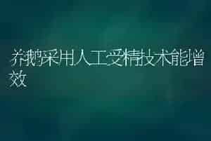 养鹅采用人工受精技术能增效