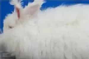 普安大力发展长毛兔产业